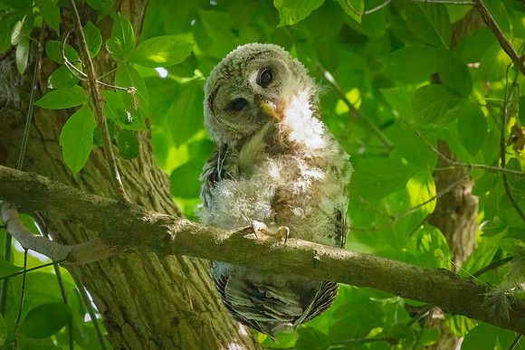 Barred Owls and Owlets-13