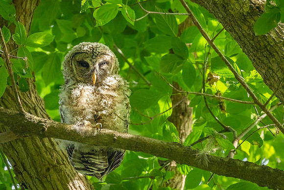 Barred Owls and Owlets-11