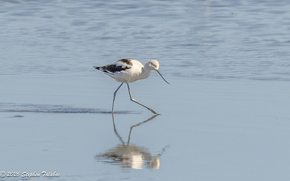 Avocet-2