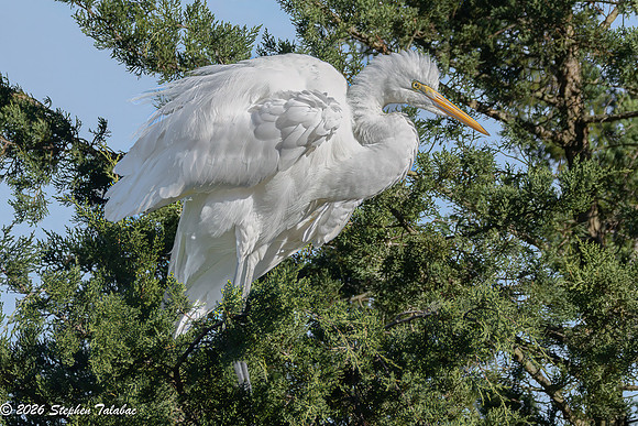 Great Egret-6