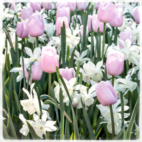 20130503 [C] Longwood Gardens PA 016-Edit v1