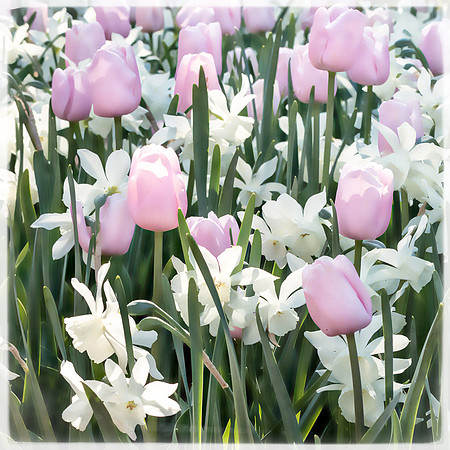 20130503 [C] Longwood Gardens PA 016-Edit v1