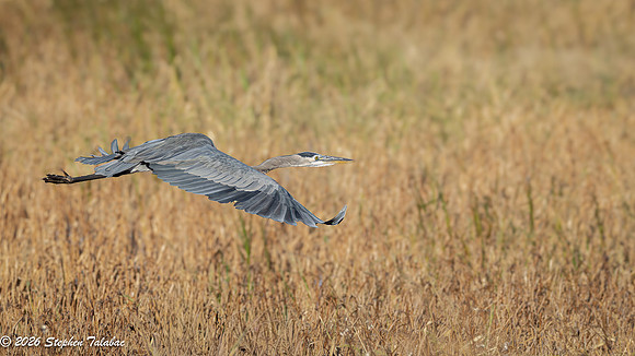 Great Blue Heron-3