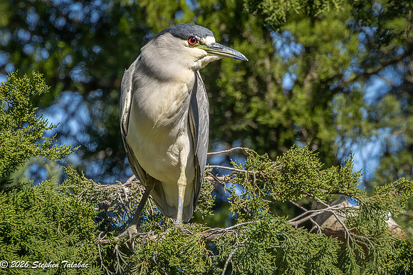 Black-crowned Night Heron-3