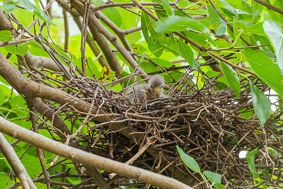 Green Heron & Chicks 28July2022-13