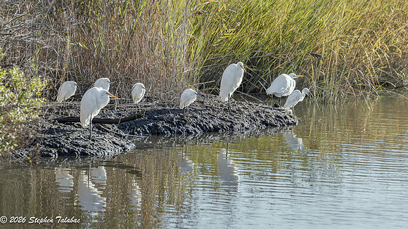 Snowy and Great Egrets-4