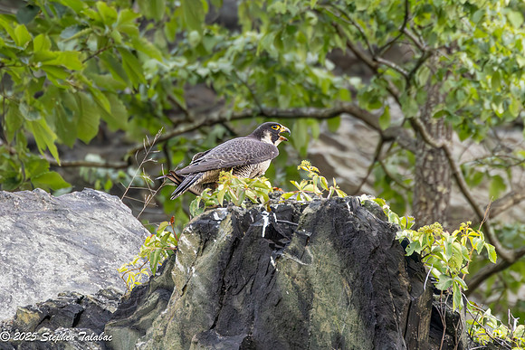 Point of Rocks Peregrine Falcons-5