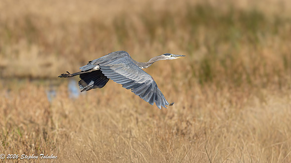 Great Blue Heron-4