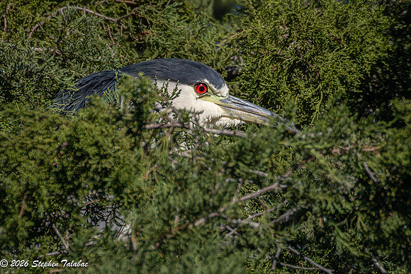 Black-crowned Night Heron-6