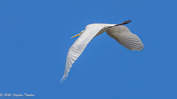 Great Egret in flight-1