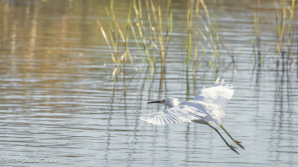 Snowy Egret-3