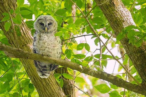 Barred Owls and Owlets-8