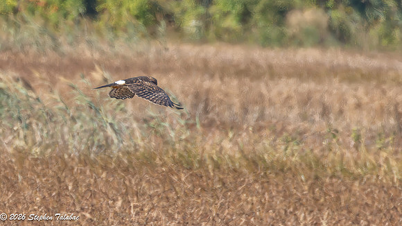 Northern Harrier-2