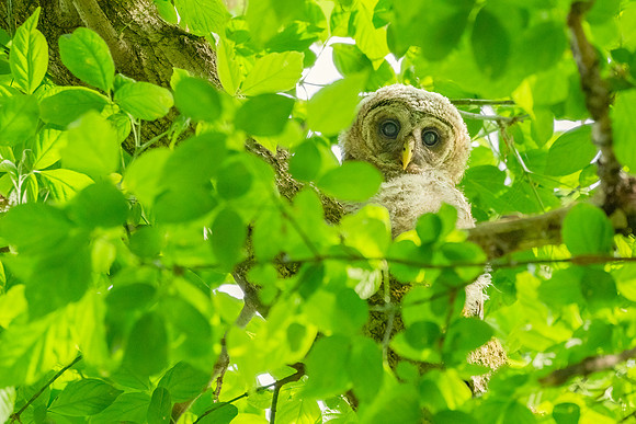 Barred Owls and Owlets-9