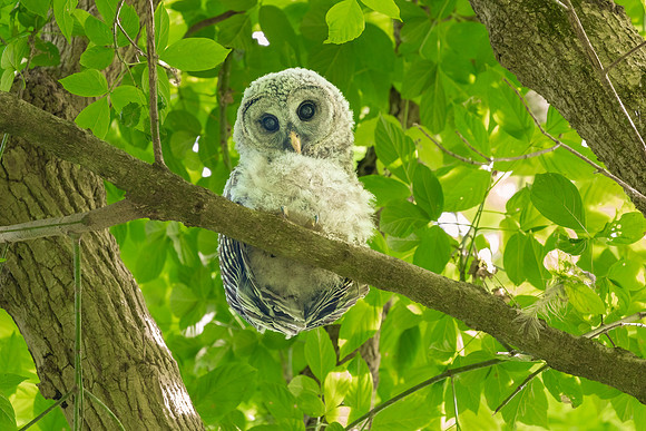 Barred Owls and Owlets-4