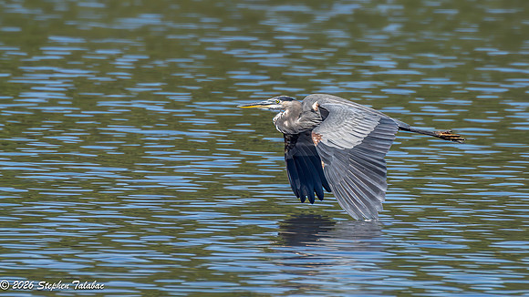 Great Blue Heron-2
