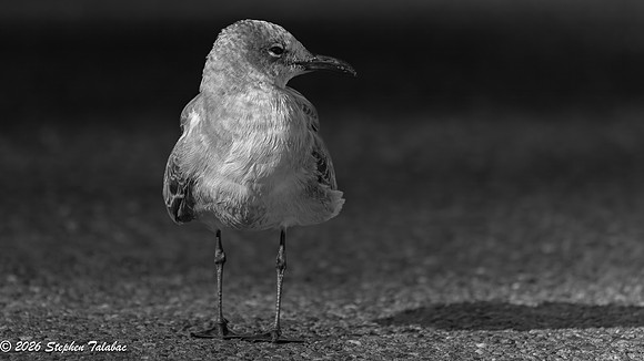 Juvenile Laughing Gull 1st WInter plumage-2b B&W