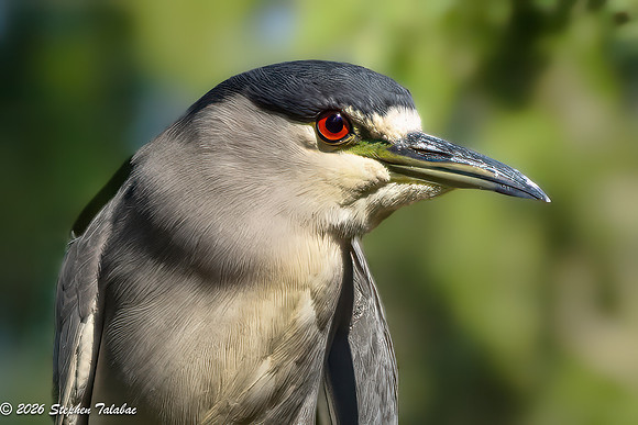Black-crowned Night Heron-4