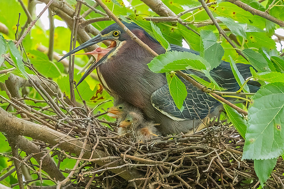 Green Heron & Chicks 28July2022-15