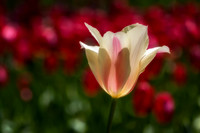 20130503 [C] Longwood Gardens PA 195-Edit
