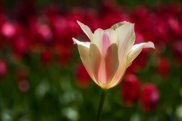 20130503 [C] Longwood Gardens PA 195-Edit