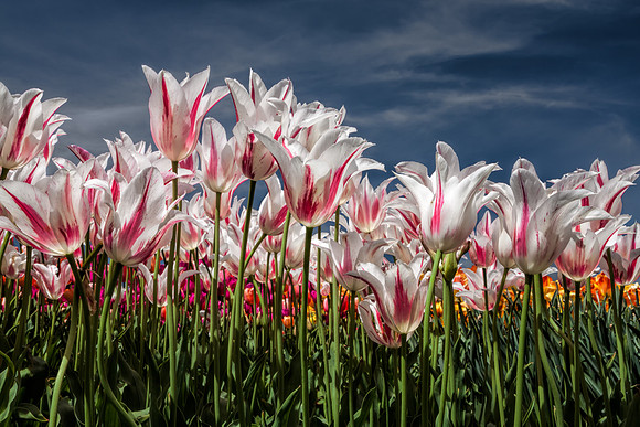 20130503 [C] Longwood Gardens PA 233-Edit v0
