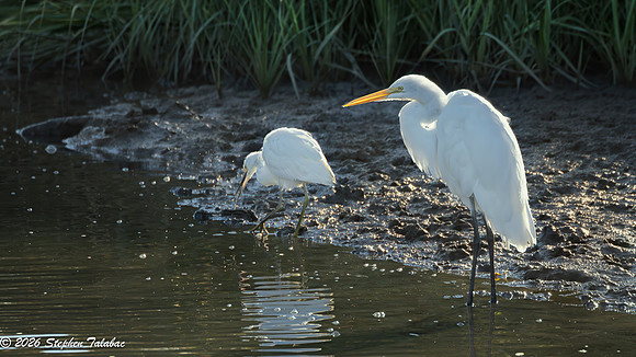 Snowy and Great Egrets-1