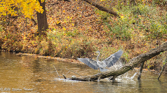 Centennial Lake Fall Color-1
