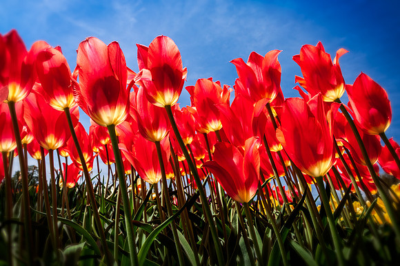 20130503 [C] Longwood Gardens PA 227-Edit v1