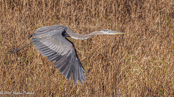 Great Blue Heron-2