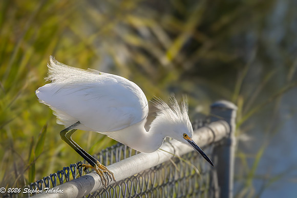 Snowy Egret-4