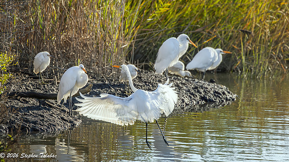 Snowy and Great Egrets-3