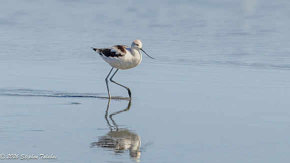 Avocet-1