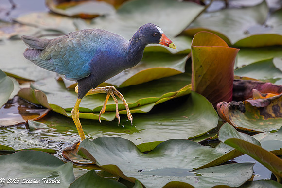 Purple Gallinule-5