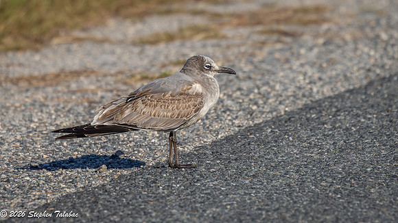 Juvenile Laughing Gull 1st WInter plumage-3