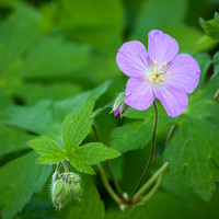 20130503 [C] Longwood Gardens PA 313-Edit
