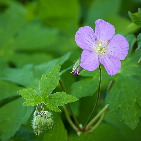 20130503 [C] Longwood Gardens PA 313-Edit