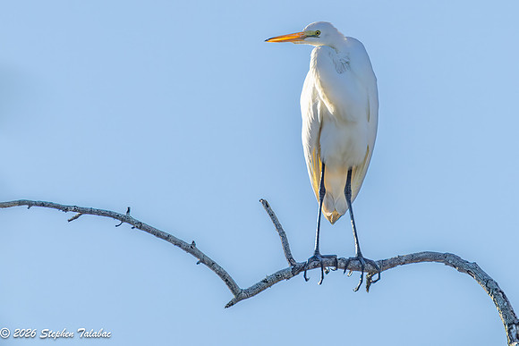 Great Egret-4