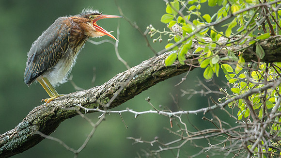 Juvenile Green Heron Portraits III-20