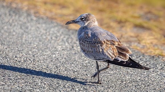 Juvenile Laughing Gull 1st WInter plumage-5