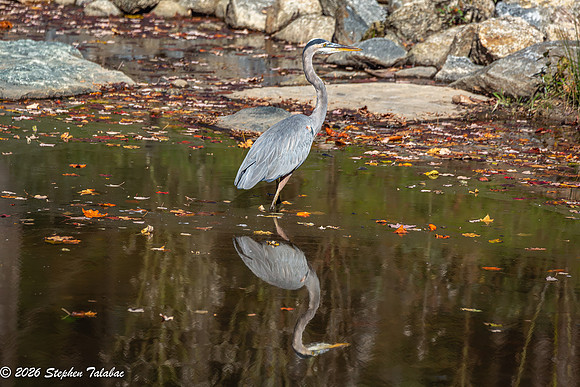 Great Blue Heron-1
