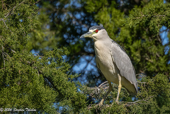 Black-crowned Night Heron-1