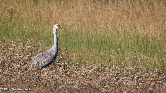 Sandhill Crane-2
