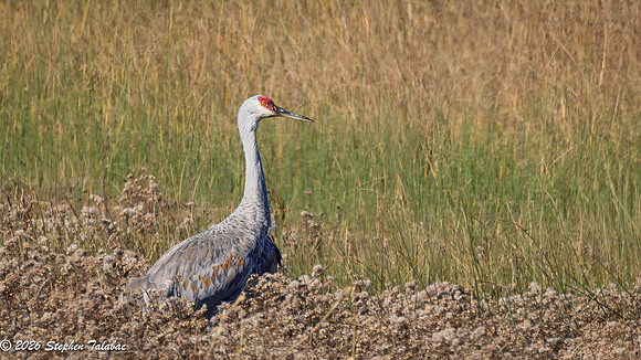 Sandhill Crane-3