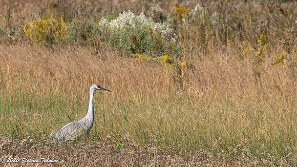 Sandhill Crane-1