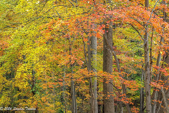 Centennial Lake Fall Color-3