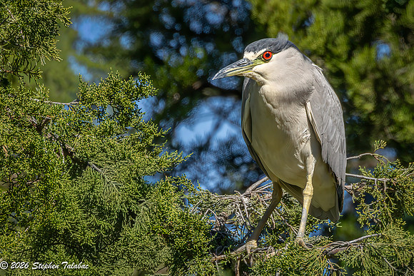 Black-crowned Night Heron-2