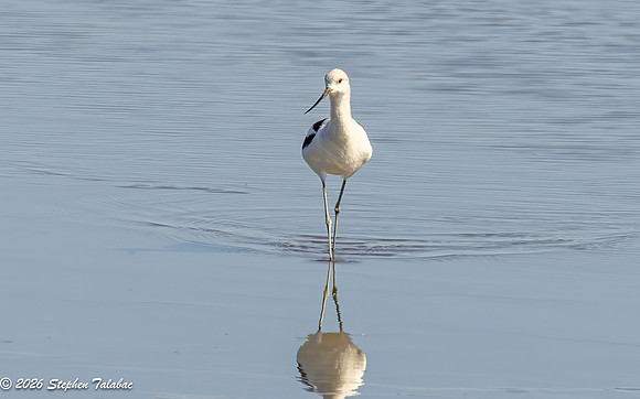 Avocet-6