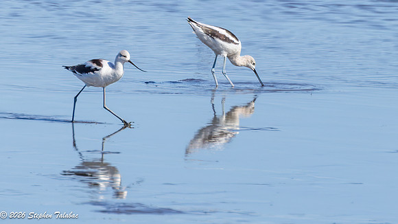 Avocets-1