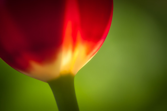 20130503 [C] Longwood Gardens PA 083-Edit v2
